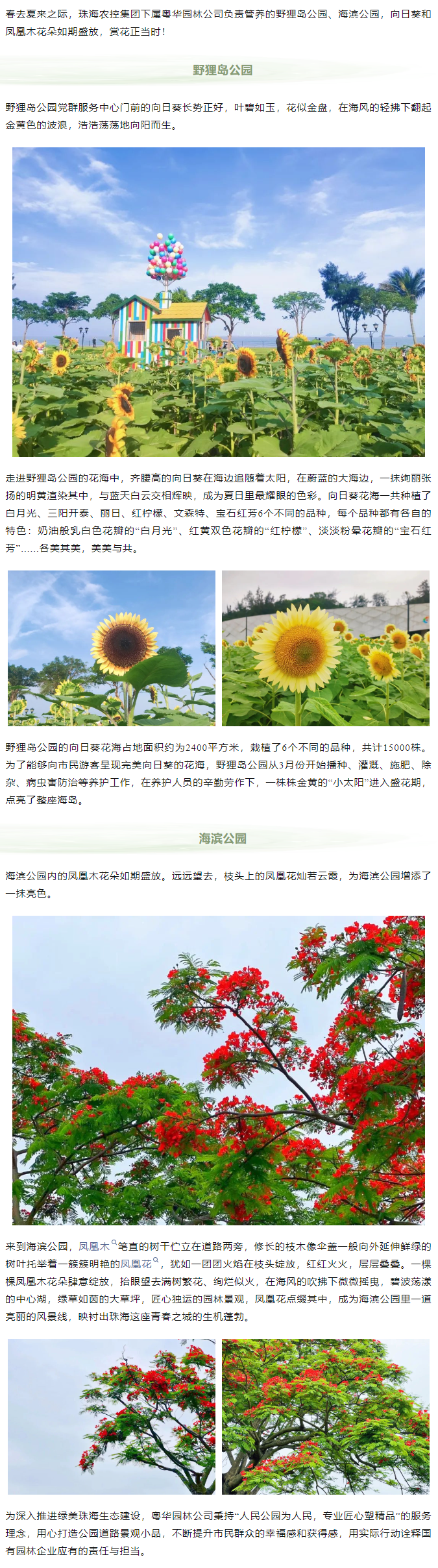 鳳凰花開 向陽而生  走！到市屬公園賞花去.png